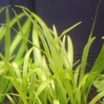 植栽から1日目　チェーンアマゾン